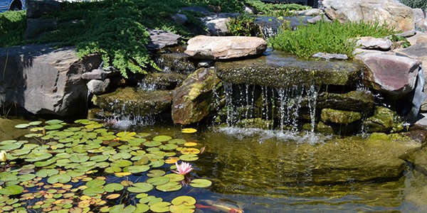 Pond with waterfall, large flat stone, lily pads